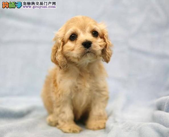 如何培养起可卡犬文明进食的习惯