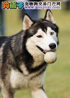 降低喂养成本后如何能够喂养出健康的哈士奇