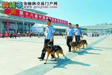 投洽会期间施行“围圈安保”措施 防暴犬成主力军