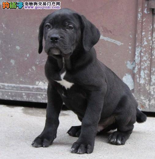 卡斯罗犬怀孕了，护理期间应注意些什么