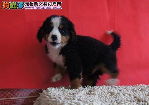 伯恩山犬总吃生肉会有哪些后果