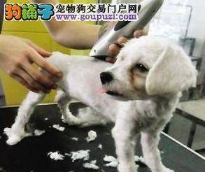 给宠物狗剪毛能防止狗狗中暑吗？