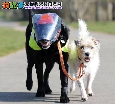 英国小狗麦洛为失明同伴当导盲犬