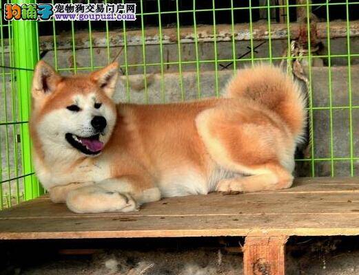 建议主人们在购买秋田犬之前需要了解的知识