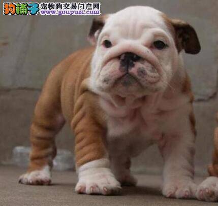 斗牛犬患上皮肤病，掉毛很痒是怎么了