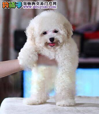 入夏好时节 饲养比熊犬的工作更要做好