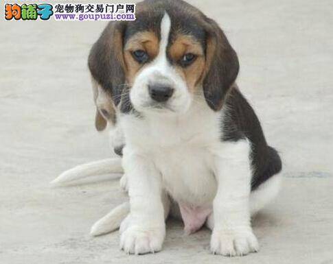 我家比格犬患上耳螨怎么办