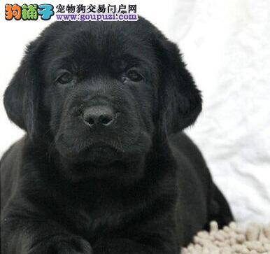 拉布拉多犬最近没精神，没食欲是生病了吗