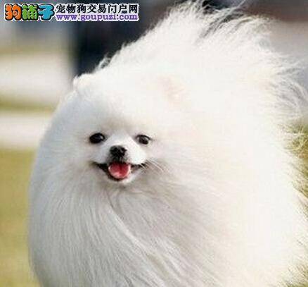 掌握正确的洗澡方法 博美犬瞬间变成干净乖宝宝