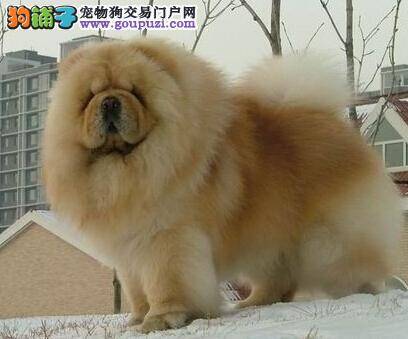 宠物健康知多少 预防松狮犬生病的妙招有哪些