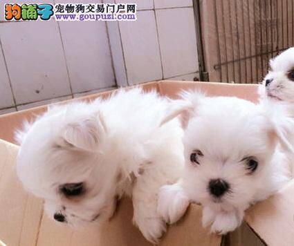 马尔济斯犬后腿无力需要给他治疗一下了