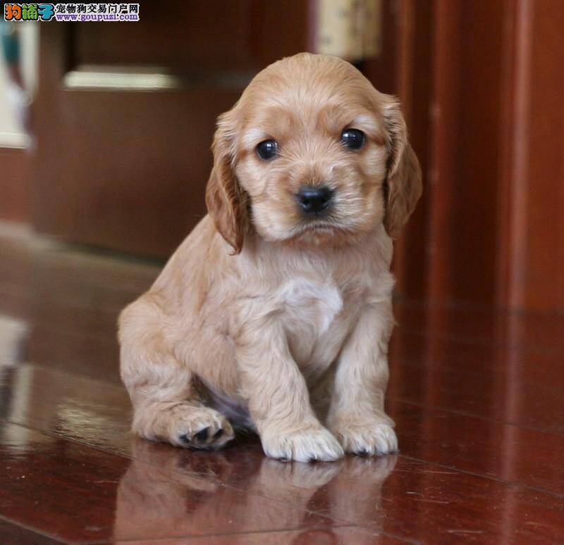 选择优秀的可卡犬需要注意八点