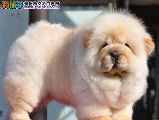 四个月的松狮犬好几天不排便了，如何是好