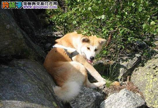 秋田犬特殊的保洁方式——嗅舔生殖器