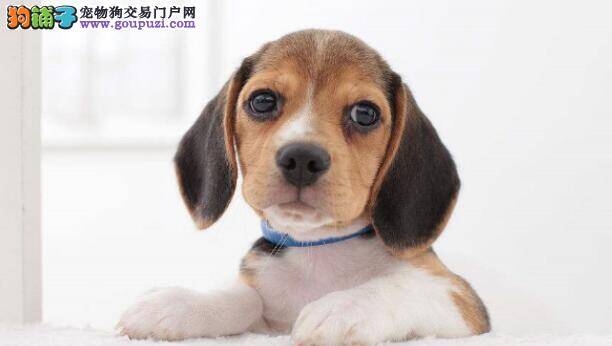 训练比格犬的大小便，小编给你支几招