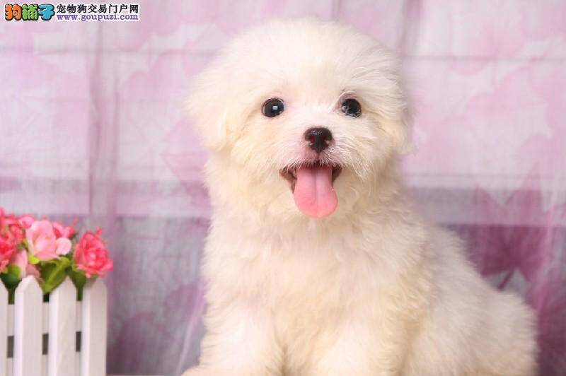 关注马尔济斯犬的质量，帮助我们买到最好的狗狗