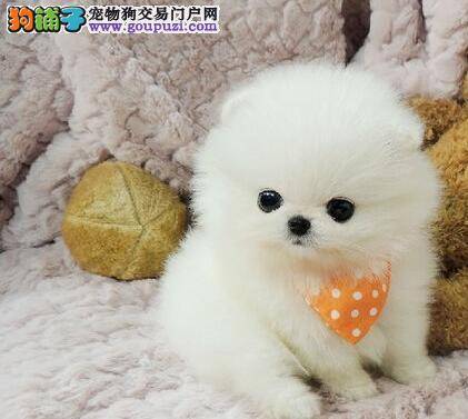 博美犬身上有臭臭的味道，怎样才能去除掉