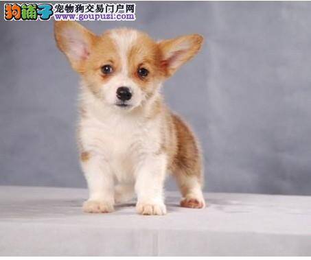 柯基犬在春季的时候总是爱掉毛怎么办