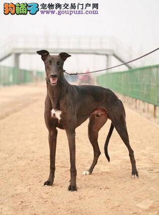 谨慎护理 教你判断导致格力犬呕吐腹泻的重要原因