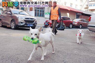 环保小狗和主人一起维护城市卫生