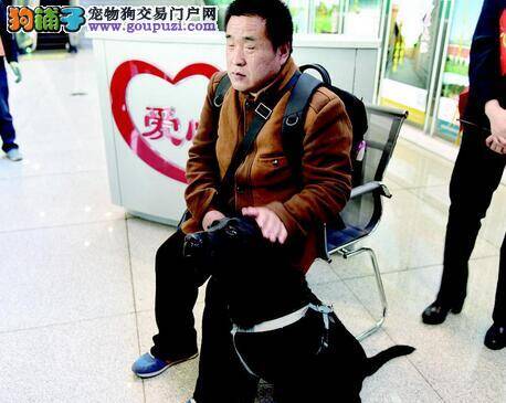 京晋高铁迎来首位导盲犬客人