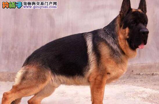 选购德国牧羊犬时要以外观形态为主要考察项目