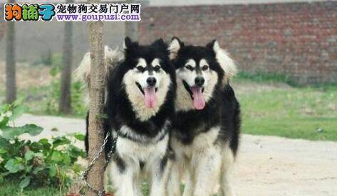 调配幼犬饮食 正确喂养阿拉斯加犬幼犬