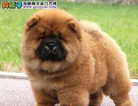 松狮犬身上出现螨虫怎样才能根治