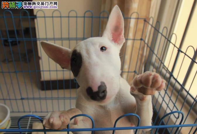 牛头梗总是莫名其妙的吐是什么问题