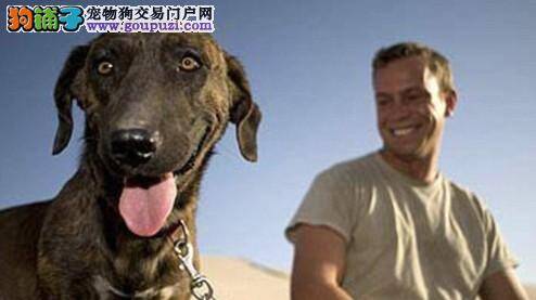 流浪狗助士兵走出地雷阵 获犬类奖提名