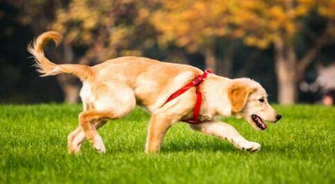 相当于6-7岁的小孩智商的金毛犬是什么样子的呢