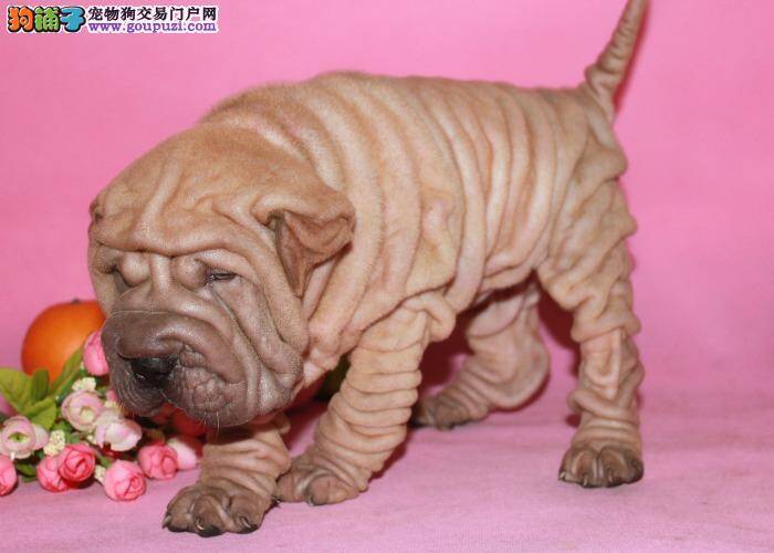 如何让两个月的沙皮狗长胖一些