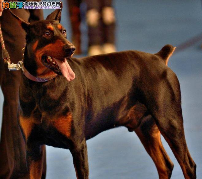 杜宾犬长时间掉毛有皮屑如何治疗