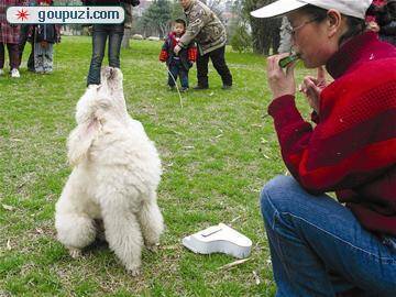 听到主人吹口琴阳阳就兴奋地仰头高歌(图)