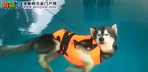 狗狗学游水不想动 瘫软水中好舒服