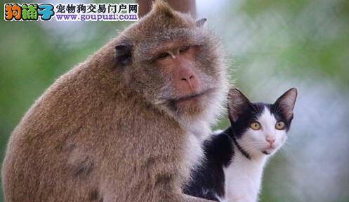 泰猕猴和小猫成好友形影不离 画面甜蜜有爱