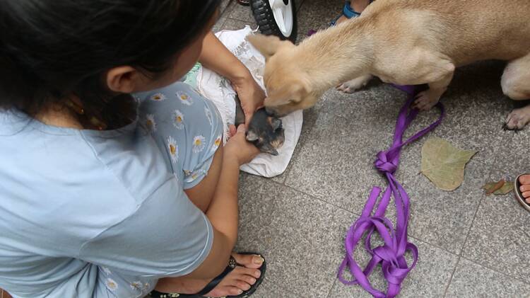 猫咪被困通风井 狗狗一直叫唤寻帮助