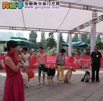 首届海逸世家杯宠物狗大赛在秦皇岛正式开幕