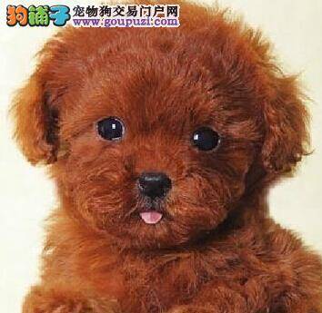 正确训练 迅速纠正泰迪犬翻垃圾桶的不良行为