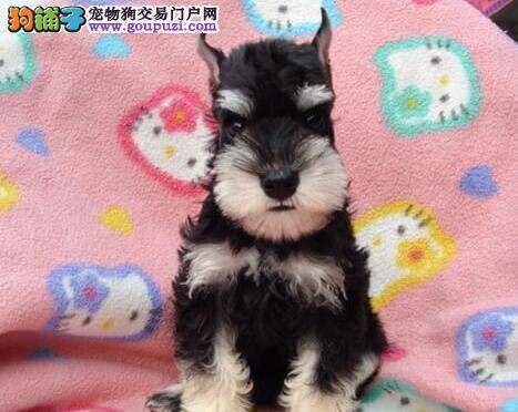 观察雪纳瑞头部可以帮助主人们挑选到纯种狗