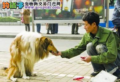 牧羊犬被车撞，好心民工送水又送饭