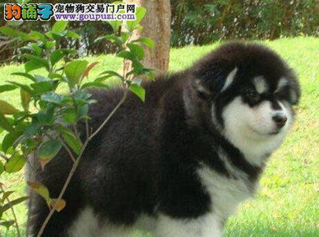 阿拉斯加犬吃狗粮就拉稀是什么毛病