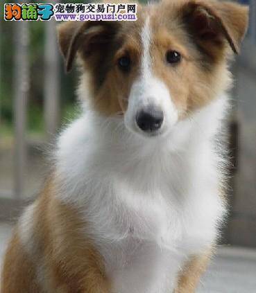 小苏格兰牧羊犬喝母乳拉稀是怎么了