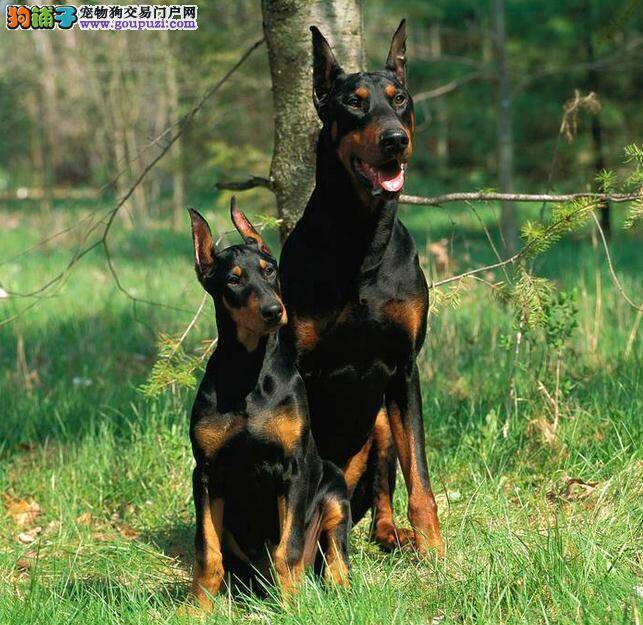 杜宾犬身上出现黄色疙瘩是螨虫吗