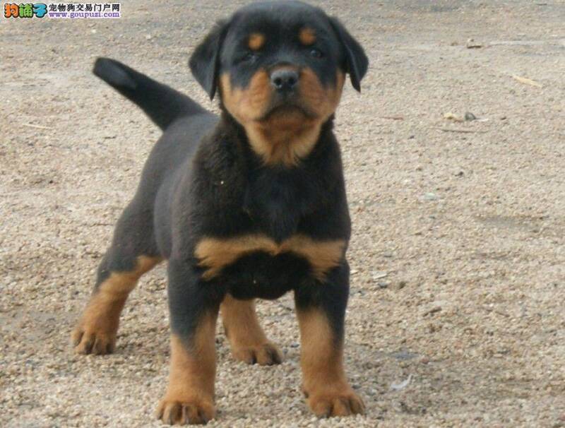 罗威纳犬不明原因老流眼泪是为什么