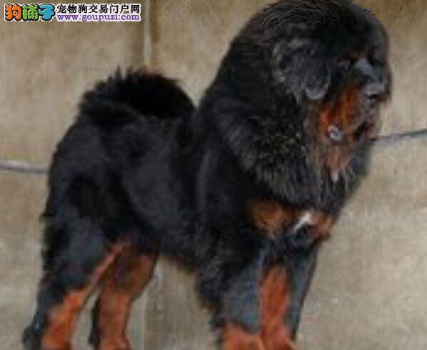 护理全攻略 藏獒不停的抓挠脸部是为什么