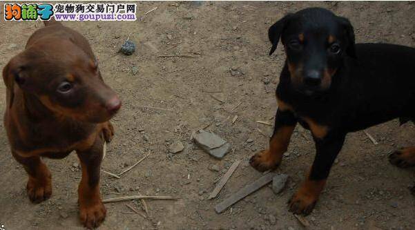 杜宾犬最近眼睛有点红应如何医治，求解答