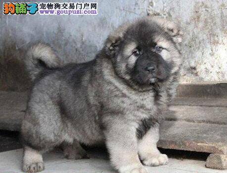 高加索犬最近总拉肚子，应怎么办