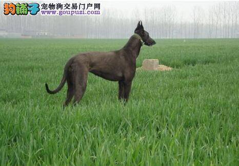 辨别格力犬是否健康的几种诀窍和方法