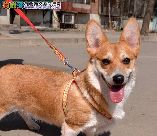 柯基犬美丽变身 狗狗美容秘诀这里寻找